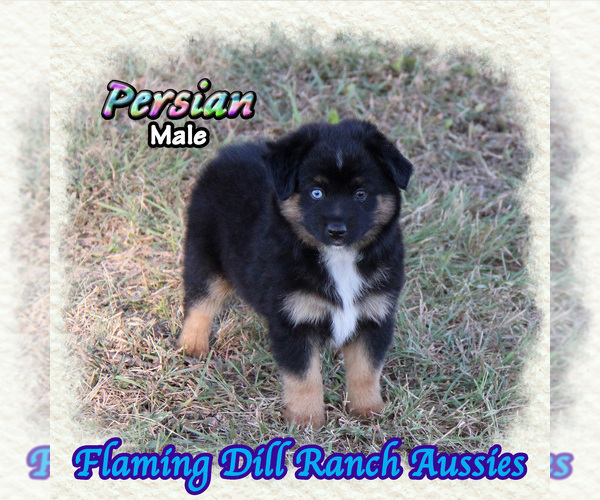 Medium Photo #1 Miniature Australian Shepherd Puppy For Sale in FORESTBURG, TX, USA