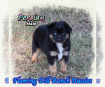 Image preview for Ad Listing. Nickname: Persian