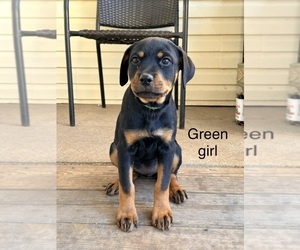 Rottweiler Puppy for Sale in DANVILLE, Illinois USA