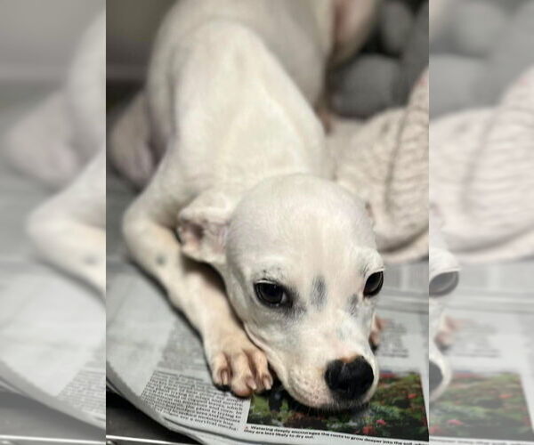 Medium Photo #3 American Boston Bull Terrier Puppy For Sale in New York, NY, USA