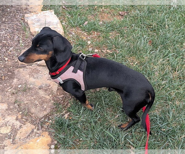Medium Photo #3 Dachshund Puppy For Sale in Shelbyville, TN, USA