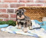Small #1 Schnauzer (Miniature)