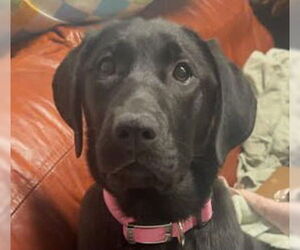 Labrador Retriever-Unknown Mix Dogs for adoption in Canton, CT, USA