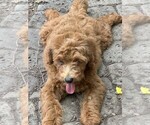Small #6 Goldendoodle (Miniature)