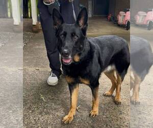 German Shepherd Dog Dogs for adoption in Holly Springs, NC, USA