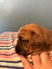 Boxer Puppy for sale in BENICIA, CA, USA
