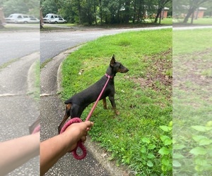 Doberman Pinscher Puppy for sale in RALEIGH, NC, USA