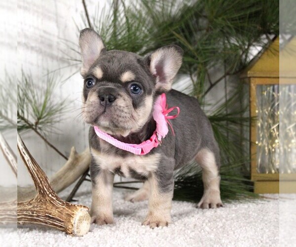 Medium Photo #2 French Bulldog Puppy For Sale in FRESNO, OH, USA
