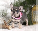 Small #1 French Bulldog