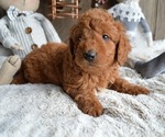 Small Photo #2 Goldendoodle Puppy For Sale in HONEY BROOK, PA, USA