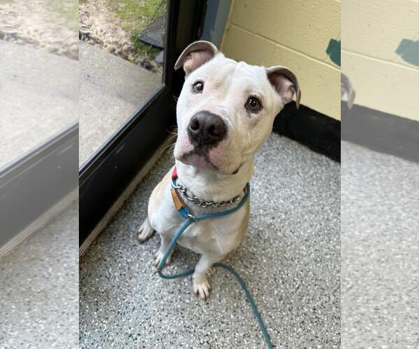 Medium Photo #1 American Staffordshire Terrier-Unknown Mix Puppy For Sale in Front Royal, VA, USA