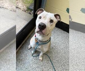 American Staffordshire Terrier-Unknown Mix Dogs for adoption in Front Royal, VA, USA