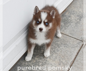 Pomsky Puppy for sale in KANSAS CITY, MO, USA