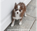 Image preview for Ad Listing. Nickname: Truffle Pomsky