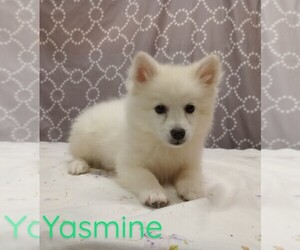 American Eskimo Dog Puppy for sale in CAMPBELL, MN, USA