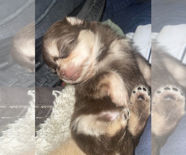 Medium Photo #1 Mal-Shi Puppy For Sale in CANYON LAKE, CA, USA