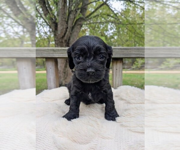 Medium Photo #1 Cock-A-Poo Puppy For Sale in SALEM, MO, USA