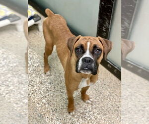 Boxer Dogs for adoption in Austin, TX, USA