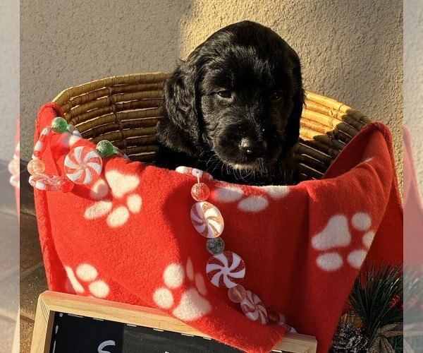 Medium Photo #20 Goldendoodle Puppy For Sale in FORT LAUDERDALE, FL, USA