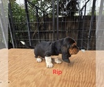 Image preview for Ad Listing. Nickname: Litter of 4