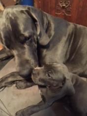 Great Dane Puppy for sale in MORGANTOWN, WV, USA