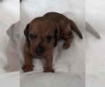 Small #1 Dachshund