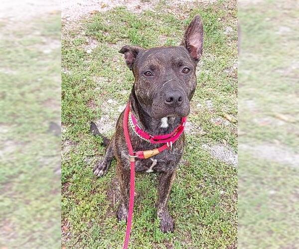 Medium Photo #1 American Staffordshire Terrier Puppy For Sale in Fort Lauderdale, FL, USA
