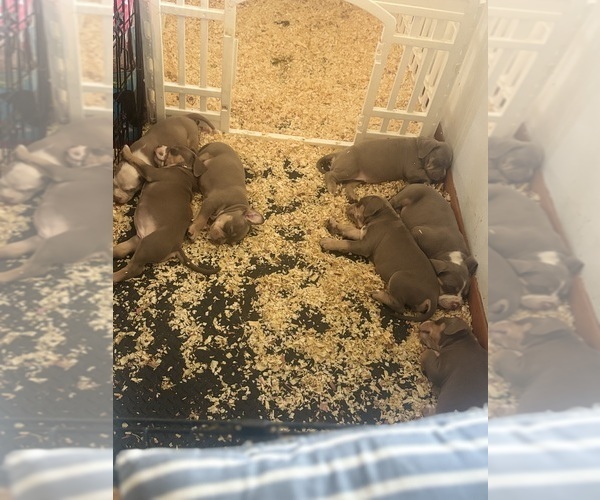 Medium Photo #23 American Bully Puppy For Sale in GLASSPORT, PA, USA