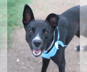 Labrador Retriever-Unknown Mix Dogs for adoption in San Antonio, TX, USA