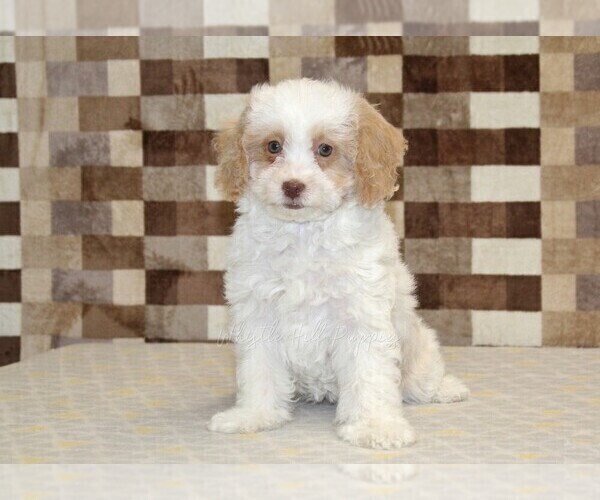 Medium Photo #3 Bernedoodle (Miniature) Puppy For Sale in DENVER, PA, USA