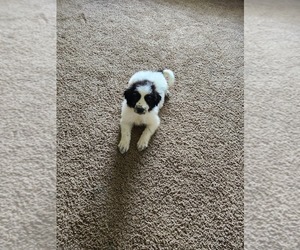 Newfypoo Puppy for sale in FLINT, MI, USA