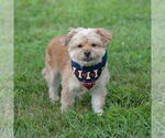 Small #8 Maltese Mix