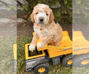 Cockapoo (Miniature) Puppy for sale in MIDDLEBURY, IN, USA