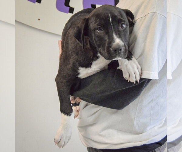 Medium Photo #3 American Staffordshire Terrier-Labrador Retriever Mix Puppy For Sale in Huntley, IL, USA