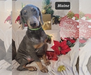 Doberman Pinscher Puppy for sale in POMEROY, OH, USA
