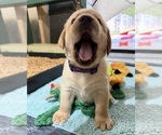 Small #6 Labrador Retriever