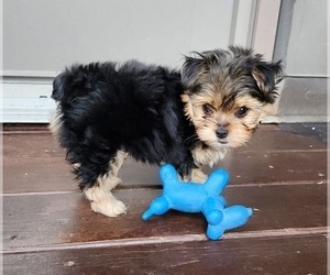 Yorkshire Terrier Puppy for sale in IOLA, WI, USA