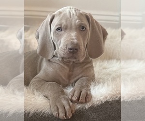 Weimaraner Puppy for sale in SMITHTOWN, NY, USA