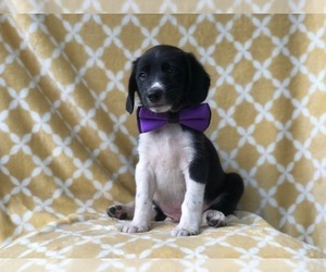 Beagle-Border Collie Mix Puppy for sale in LAKELAND, FL, USA