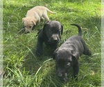 Puppy Kuma Labrador Retriever
