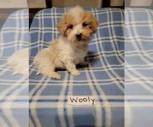 Maltipoo Puppy for sale in CLARKRANGE, TN, USA