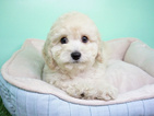 Small Goldendoodle