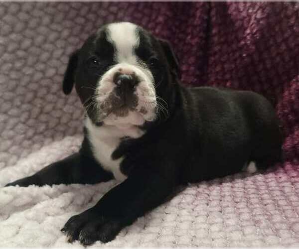 Medium Photo #1 Olde English Bulldogge Puppy For Sale in ATHOL, ID, USA