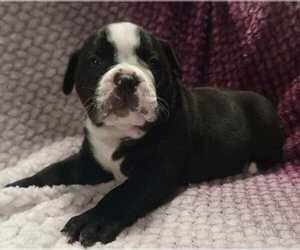 Olde English Bulldogge Puppy for Sale in ATHOL, Idaho USA