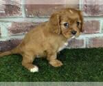 Small #4 Cavalier King Charles Spaniel