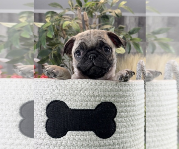 Medium Photo #3 Pug Puppy For Sale in CANOGA, NY, USA