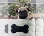 Small #2 Pug