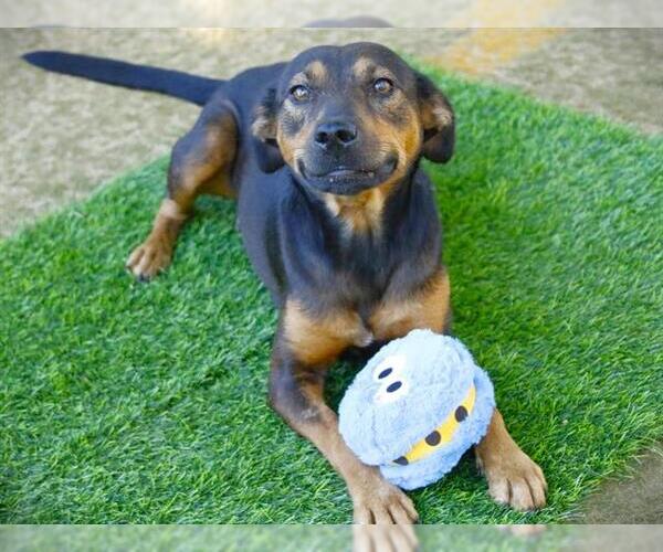Medium Photo #2 Beagle-Treeing Walker Coonhound Mix Puppy For Sale in Tallahassee, FL, USA