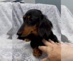 Small #1 Dachshund