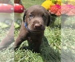 Small #3 Labrador Retriever